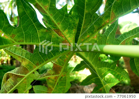 Papaya plant virus. 77061950