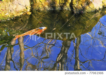 Carp of a pond Carp of a pond 77061986