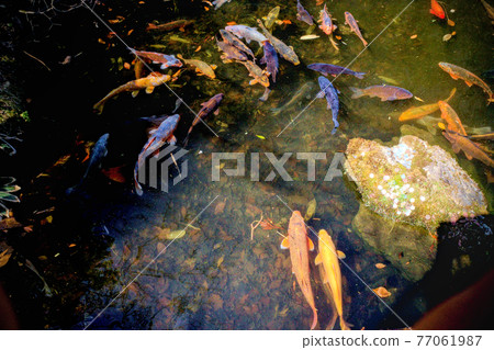 Carp of a pond Carp of a pond 77061987