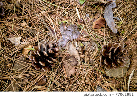 Pinecone Pinecone 77061991