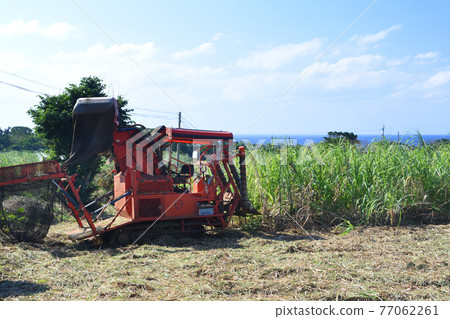 Harvesting scenery of Tokunoshima and sugar cane 77062261