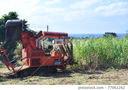 Harvesting scenery of Tokunoshima and sugar cane 77062262