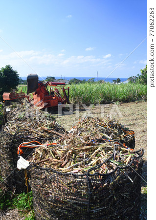 Harvesting scenery of Tokunoshima and sugar cane 77062263