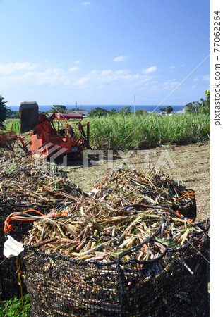 Harvesting scenery of Tokunoshima and sugar cane 77062264