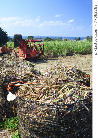 Harvesting scenery of Tokunoshima and sugar cane 77062265