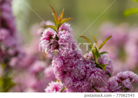 Grass grass Grass grass 77062545