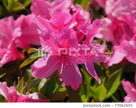 Azalea spring material Azalea spring material 77062605