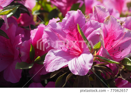 Azalea spring material Azalea spring material 77062657