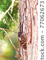 Brown cicada Brown cicada 77062673