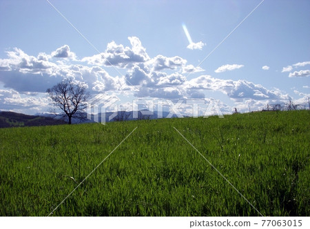 Spring hill 77063015