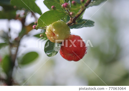 Group of fresh small red organic brazillian acerola cherry fruit (Malpighia Glabra) with green leaves. Fresh organic Acerola cherry on the tree, High vitamin C and antioxidant fruits. Group of fresh small red organic brazillian acerola cherry fruit (Malpighia Glabra) with green leaves. Fresh organic Acerola cherry on the tree, High vitamin C and antioxidant fruits. 77063064