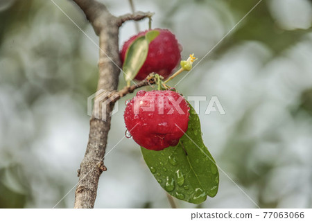 Fresh small red organic brazillian acerola cherry fruit (Malpighia Glabra) with green leaves. Fresh organic Acerola cherry on the tree, High vitamin C and antioxidant fruits. Fresh small red organic brazillian acerola cherry fruit (Malpighia Glabra) with green leaves. Fresh organic Acerola cherry on the tree, High vitamin C and antioxidant fruits. 77063066