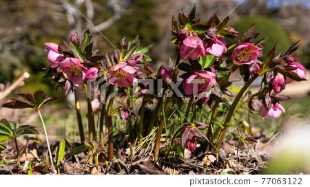 盛開的“聖誕玫瑰” 77063122