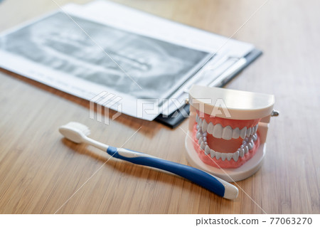 Dental concept a mouth model showing the oral structure including the position of upper and lower teeth near the tooth brush. 77063270