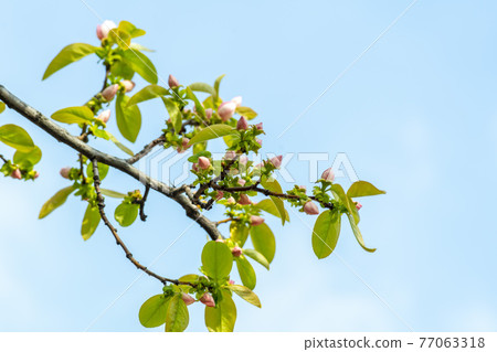 Quince tree Quince tree 77063318