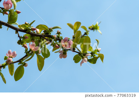 Quince tree 77063319
