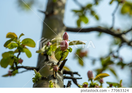 Quince tree 77063324