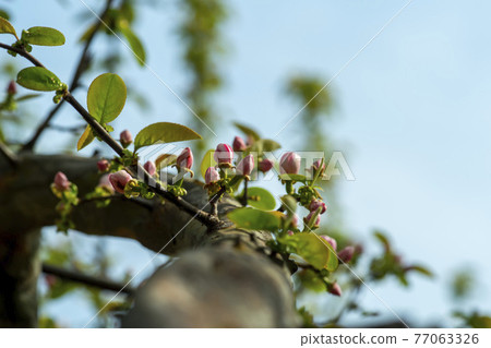 Quince tree 77063326