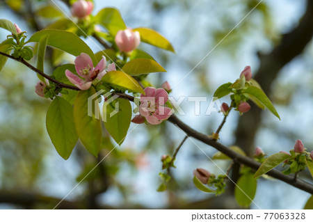 Quince tree Quince tree 77063328