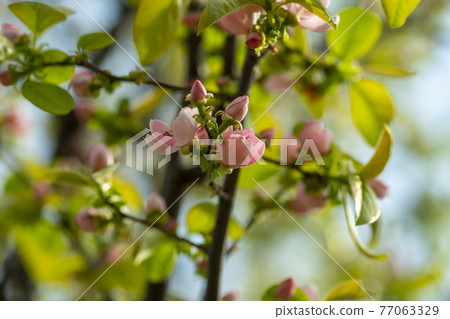 Quince tree 77063329