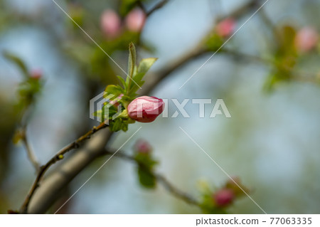 Quince tree 77063335