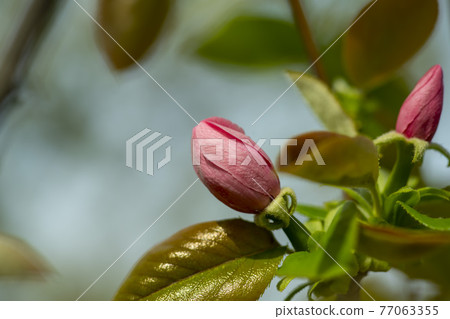 Quince tree Quince tree 77063355