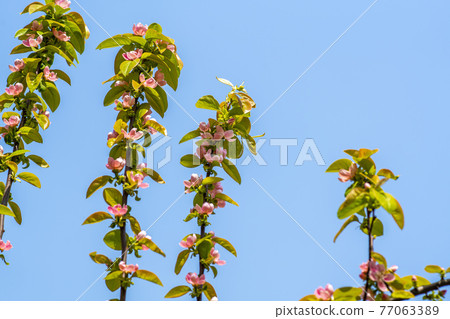 Quince tree 77063389