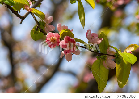 Qu tree樹 Qu tree樹 77063396