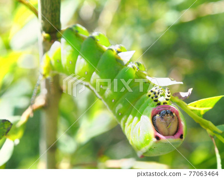 Larva of Mokume killer whale eating leaves Larva of Mokume killer whale eating leaves 77063464
