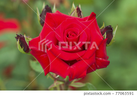 Red roses are in bloom in the rose garden. The name of this rose is Cardinal. Twice 77063591