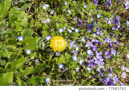 dandelion 77063783