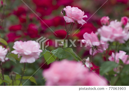 Pink rose flowers are in bloom in the rose garden. The name of this rose is Queen Elizabeth. Pink rose flowers are in bloom in the rose garden. The name of this rose is Queen Elizabeth. 77063903
