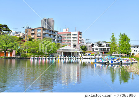 石神井公園（東京都練馬區） [2021.4] 77063996