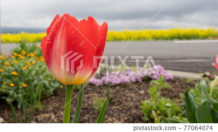 "Tulips" with beautiful flowers and leaves 77064074