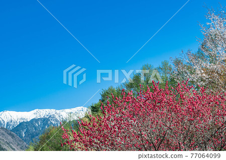 花桃花，藍天雪山 77064099