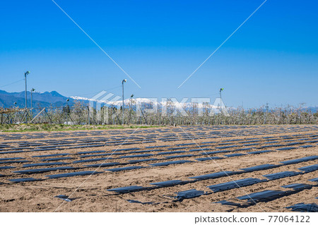 Spring field Yamagata village 77064122