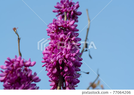 紫荊 紫荊 77064206