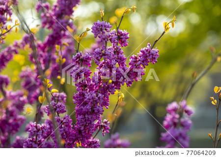 紫荊 紫荊 77064209