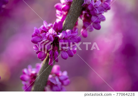 紫荊 紫荊 77064228
