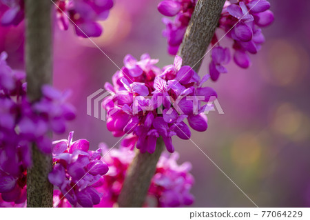 紫荊 紫荊 77064229