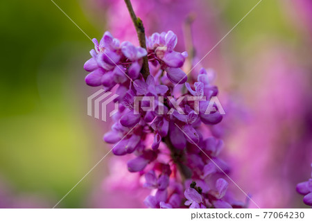 紫荊 紫荊 77064230