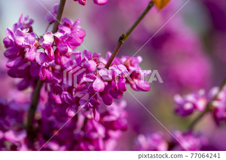 紫荊 77064241