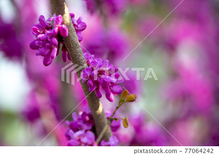 紫荊 77064242