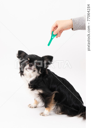 黑色長外套奇瓦瓦獲得跳蚤蜱驅蟲劑 77064284