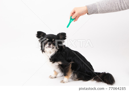 黑色長外套奇瓦瓦獲得跳蚤蜱驅蟲劑 77064285