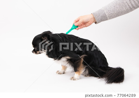 黑色長外套奇瓦瓦獲得跳蚤蜱驅蟲劑 77064289