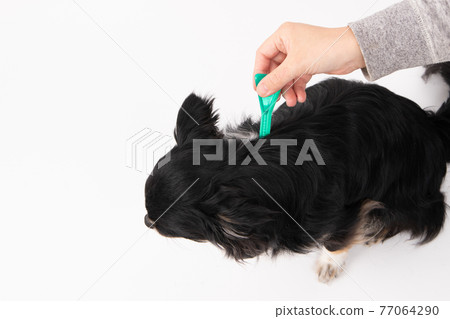 Black long coat Chihuahua getting a flea tick repellent Black long coat Chihuahua getting a flea tick repellent 77064290