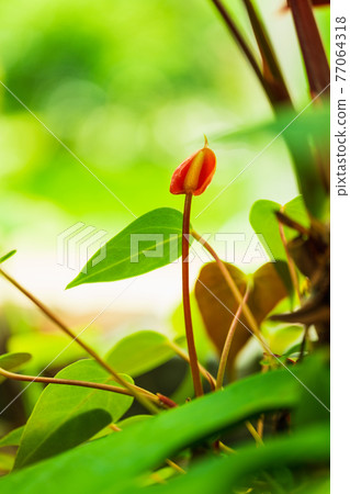 Flower background material Anthurium 77064318