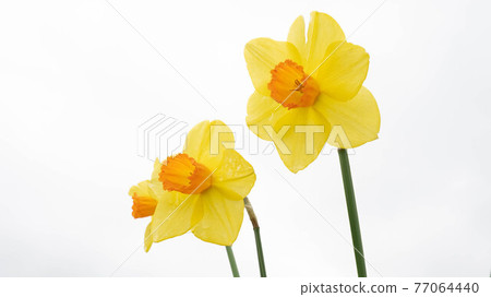 冬天盛開的花“黃水仙” 77064440