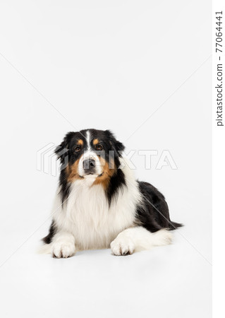 Portrait of Australian Shepherd dog posing isolated over white background. 77064441